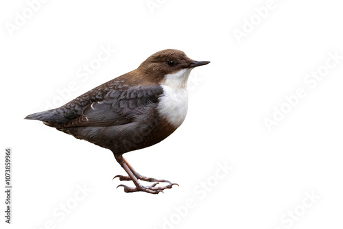 A bird that prefers to live on the banks of streams. White throated Dipper. Cinclus cinclus.  Isolated image. 