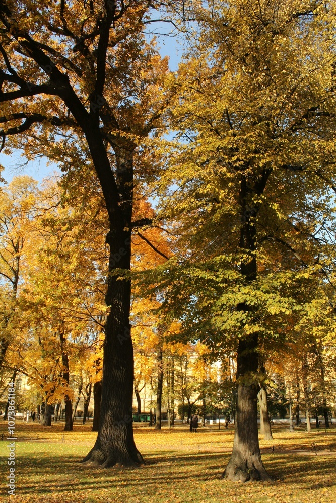 Naklejka premium Autumn trees in the park with yellow leaves in sunny day.