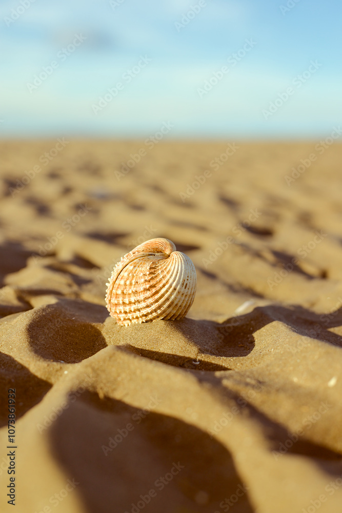 snail on the sand
