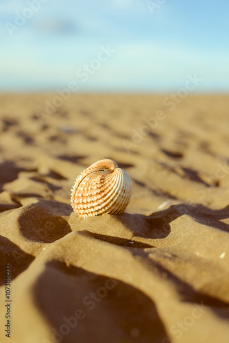 Obraz na płótnie snail on the sand w salonie