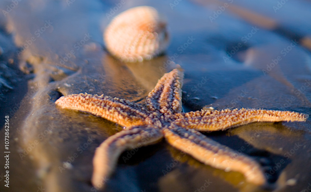 starfish on the beach