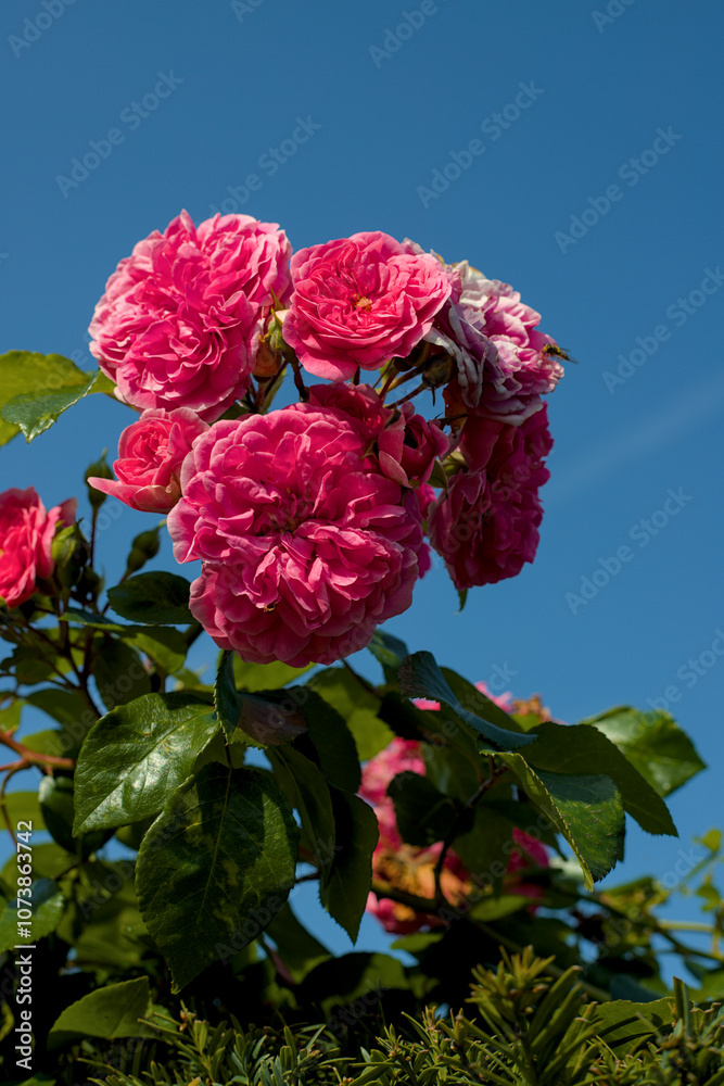 pink roses in the garden