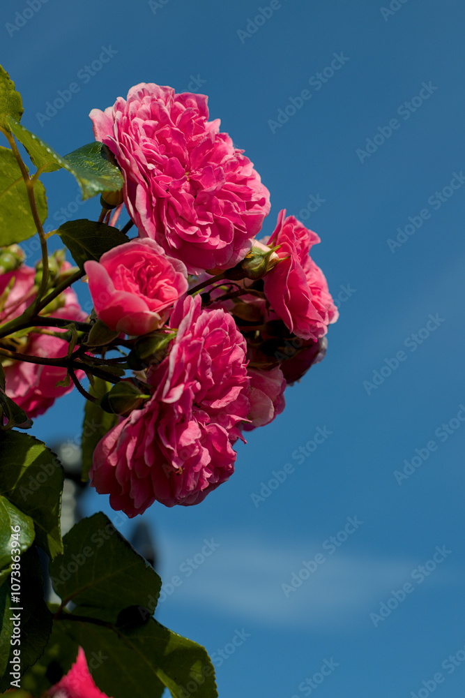 rose against sky