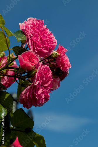 Obraz na płótnie rose against sky w salonie