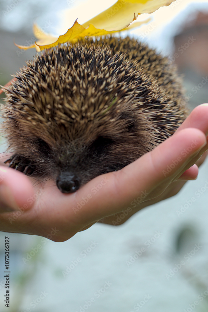 hedgehog in hand