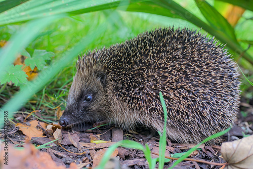 Obraz na płótnie hedgehog in the grass w salonie