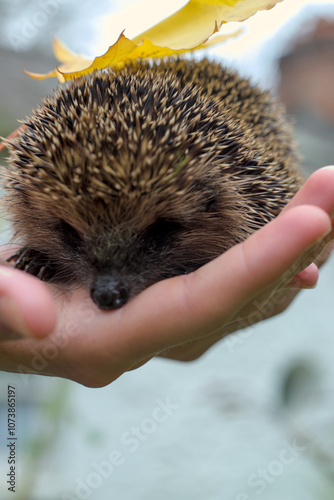 Obraz na płótnie hedgehog in hand w salonie
