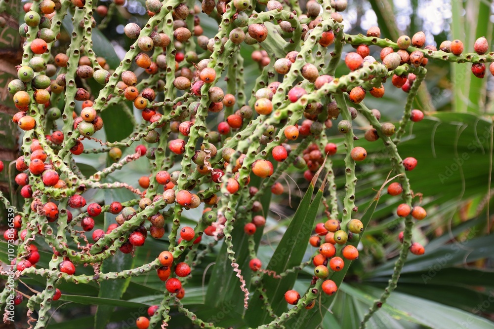 Obraz premium Rhopalostylis baueri palm fruit from Norfolk Island