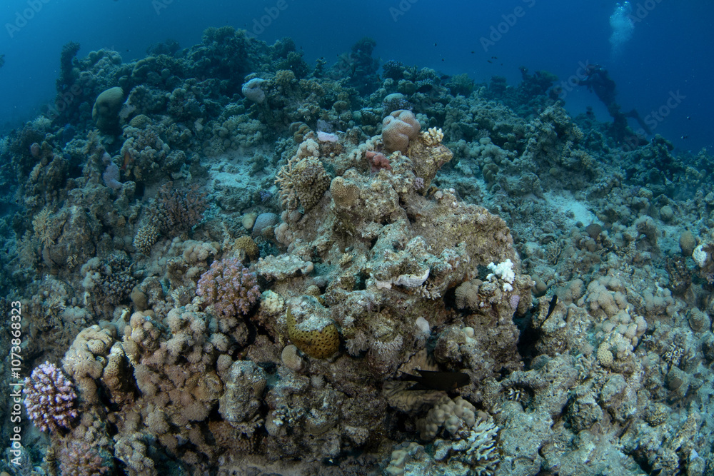 Corals in Egypt shallow sea. A lot of corals during dive in Red Sea. Abundant marine life on the coral reef. Coral garden in Red sea. Corals in Egypt shallow sea. A lot of corals during dive in Red Sea. Abundant marine life on the coral reef. Coral garden in Red sea.