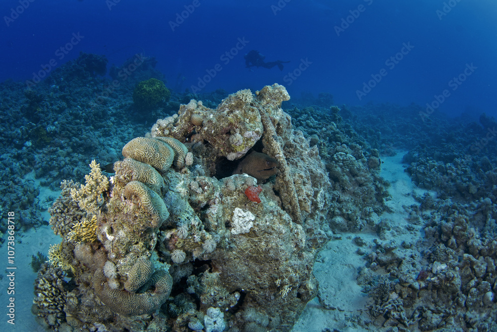 Fototapeta premium Giant moray hiding in the coral reef. Gymnothorax javanicus during dive in Egypt. Fish who look like snake. Marine life in Red sea. Huge moray between coral garden.