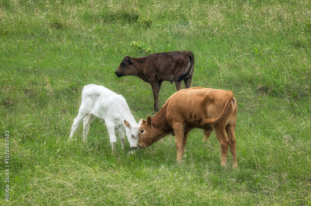Lognhorn calf and friends Lognhorn calf and friends