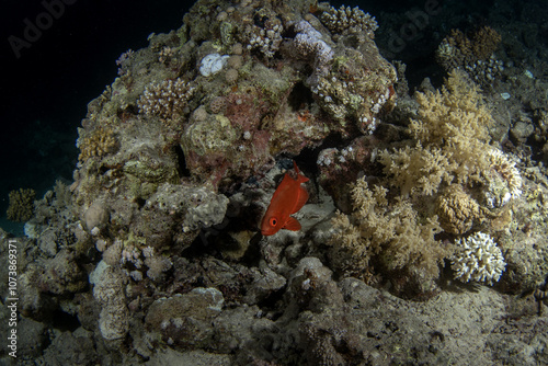Priacanthus hamrur is hiding under the coral in Egypt. Red fish with big eye. Moontail bullseye in Red sea.  photo