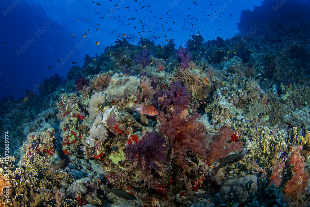 Fototapeta premium Sargocentron caudimaculatum is hiding under the coral in Egypt shallow sea. Silverspot squirrelfish during dive in Red Sea. Abundant marine life on the coral reef. 