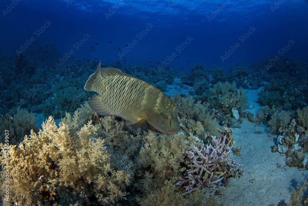 Fototapeta premium Napoleon fish on the bottom in Egypt. Humphead wrasse during dive in Red Sea. Abundant marine life on the coral reef. 