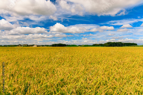 黄金色に輝く田園の秋