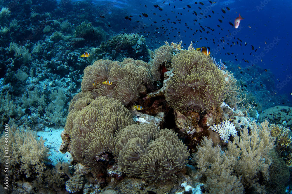 Obraz premium Red Sea Clownfish are hiding in the anemone in Egypt. amphiprion bicinctus during dive in Red Sea. Abundant marine life on the coral reef. Fishes are protected by anemone. 