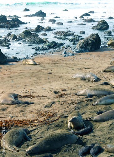 Seals on the Shore