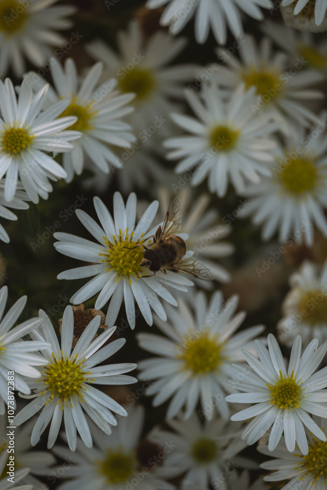 Fototapeta premium White daisies with a bee on one flower.