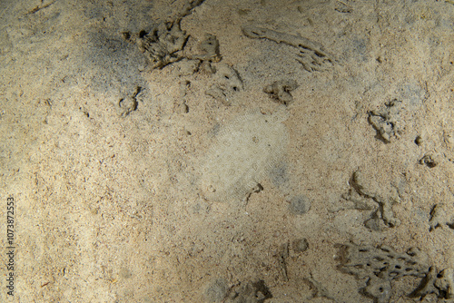 Leopard flounder is hiding on the bottom in Egypt. Bothus pantherinus during night dive. Brown flat fish hiding on the bottom. Marine life in Red sea. photo