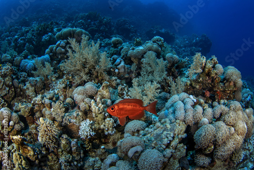 Priacanthus hamrur is hiding under the coral in Egypt. Red fish with big eye. Moontail bullseye in Red sea.  photo