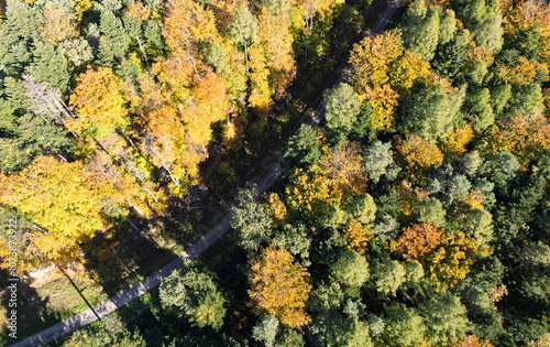 Aerial view of a vibrant forest showcasing autumn foliage with a winding path, capturing the beauty of nature during fall