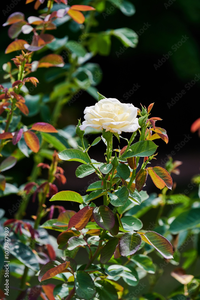 Rose Rose