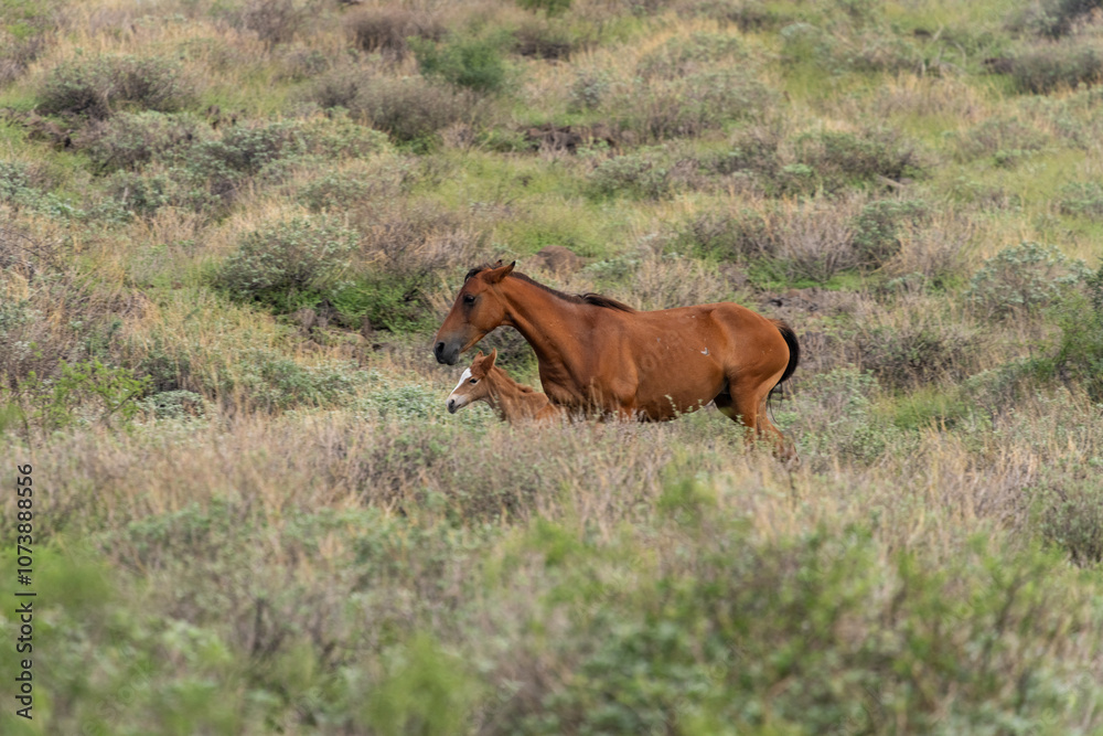 Fototapeta premium Salt River wild horses in Arizona