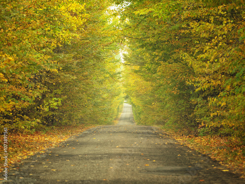 lonely asphalt road with forest trees by sides with nobody in autumn day photo