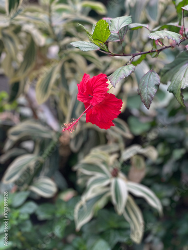 hibiscus 