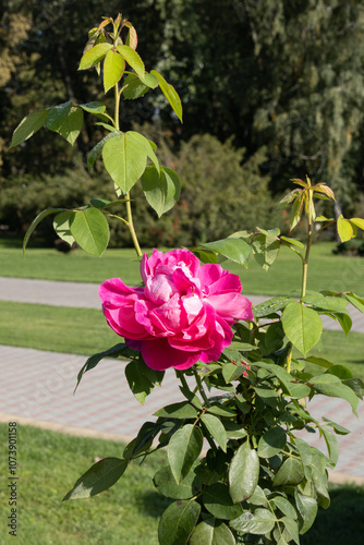 Beautiful Rose Flower Blooming in a Colorful Garden of Nature