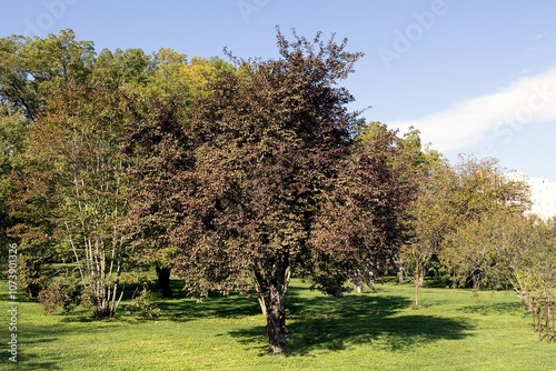 Autumn. A City Park. Trees