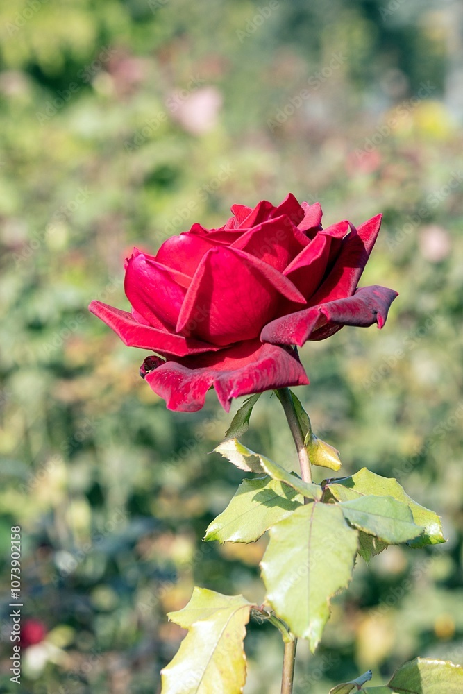 Beautiful Rose Flower Blooming in a Colorful Garden of Nature Beautiful Rose Flower Blooming in a Colorful Garden of Nature