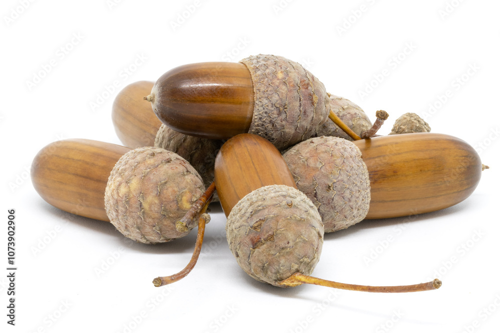 A Few Acorns on a White Background
