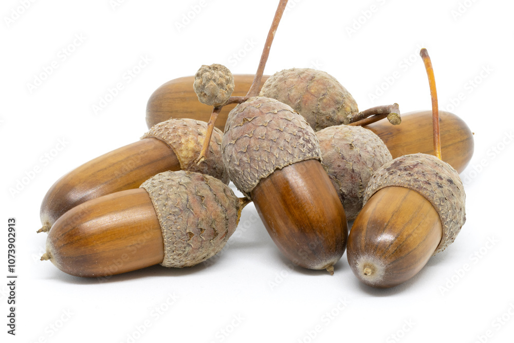 A Few Acorns on a White Background