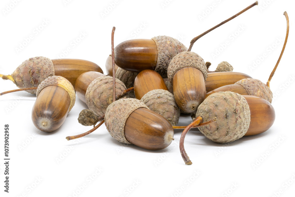 A Few Acorns on a White Background