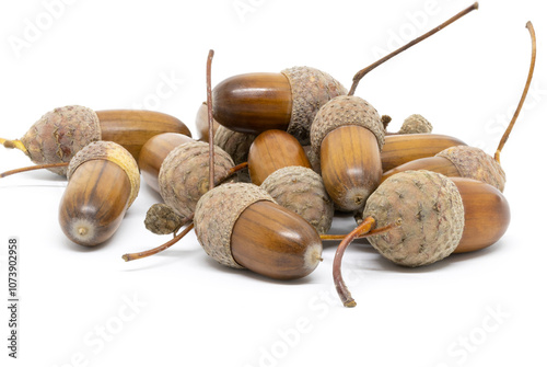 Obraz na płótnie A Few Acorns on a White Background w salonie