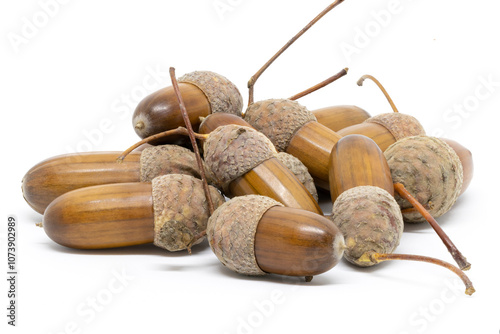 A Few Acorns on a White Background