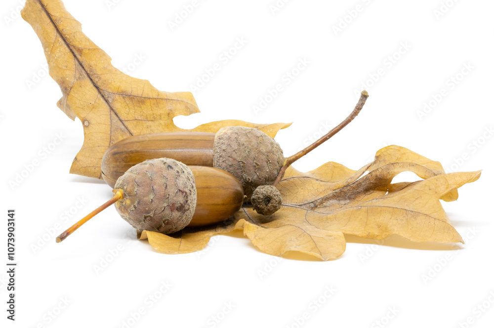 A Few Acorns on an Oak Leaf on a White Background