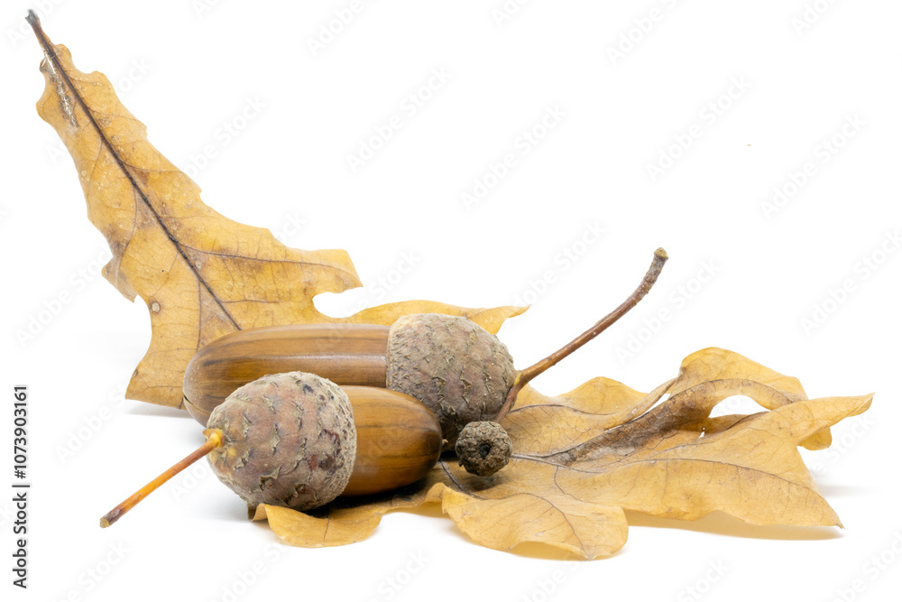 A Few Acorns on an Oak Leaf on a White Background