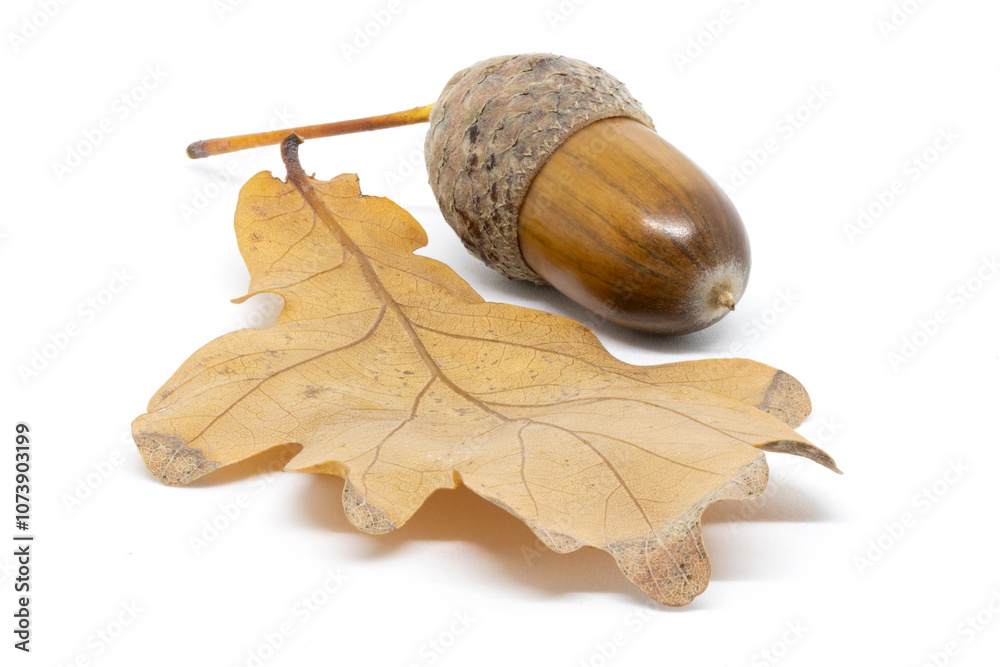 Acorn on an Oak Leaf on a White Background