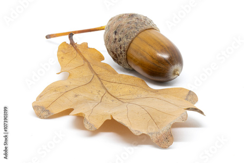 Obraz na płótnie Acorn on an Oak Leaf on a White Background w salonie
