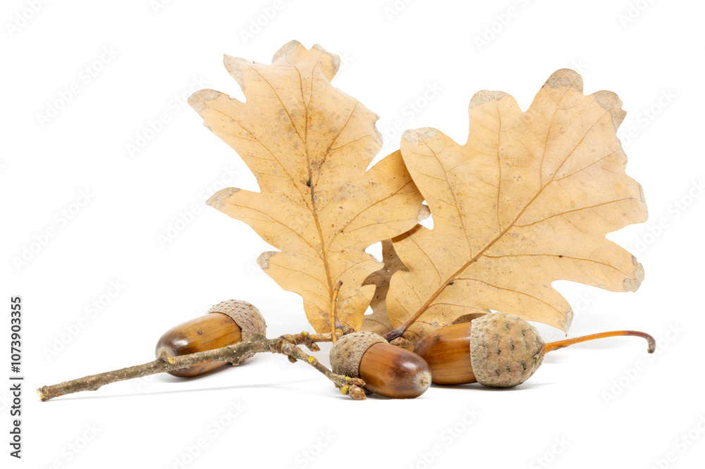 A Few Acorns Against a Background of Oak Leaves