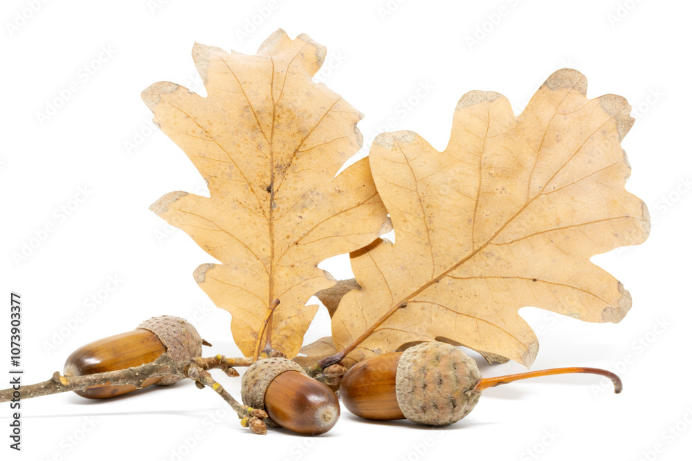 A Few Acorns Against a Background of Oak Leaves