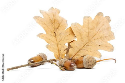 Obraz na płótnie A Few Acorns Against a Background of Oak Leaves w salonie