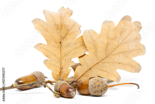 Obraz na płótnie A Few Acorns Against a Background of Oak Leaves w salonie