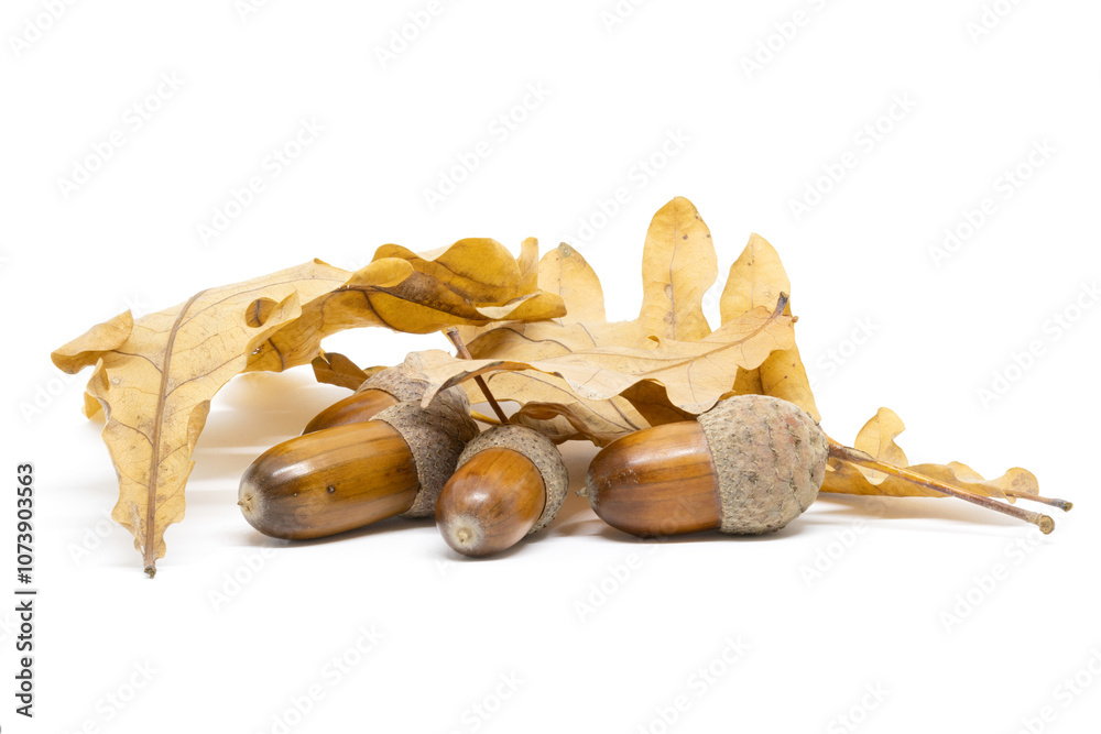 A Few Acorns Against a Background of Oak Leaves
