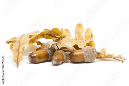 A Few Acorns Against a Background of Oak Leaves