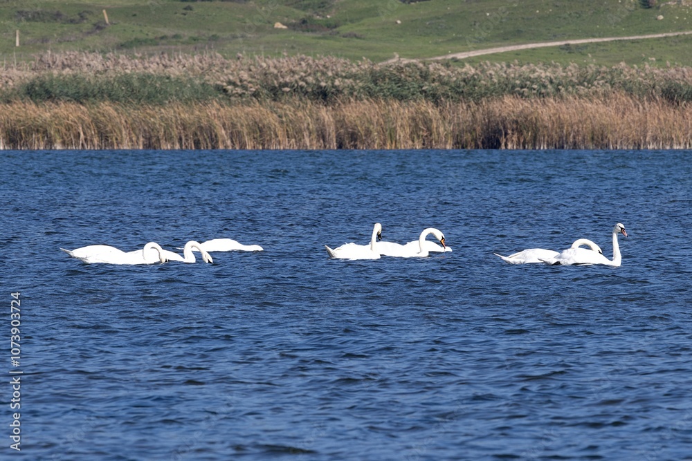 Wild Swans on a River in the Village
