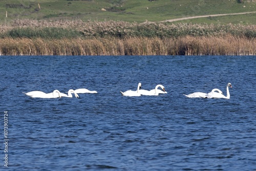 Obraz na płótnie Wild Swans on a River in the Village w salonie
