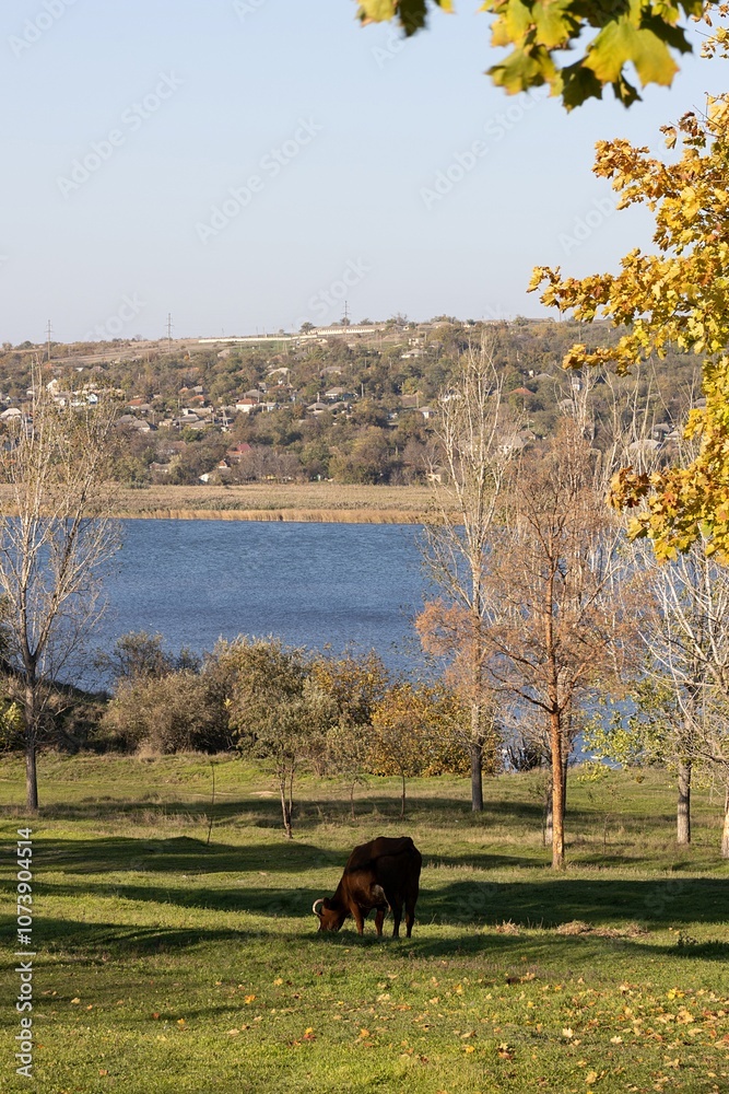 Autumn. A Cow Grazing on the River Bank
